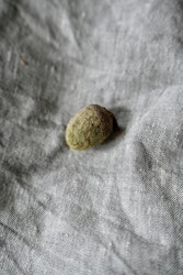 Ekollon