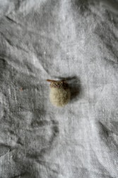 Ekollon