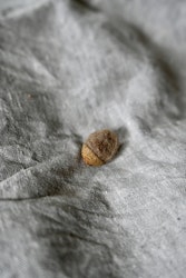 Ekollon