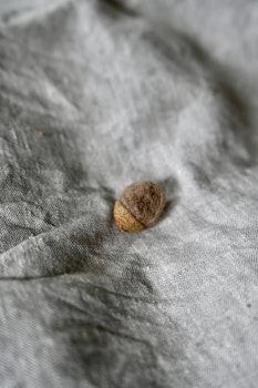 Ekollon