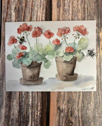 Pelargoner