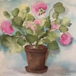 Rosa pelargon