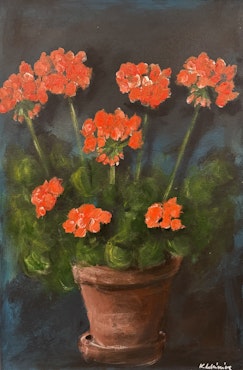 Laxrosa pelargon
