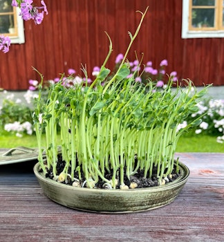 Stort Skottfat