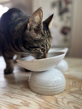 Ergonomisk kattmatskål