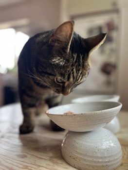 Ergonomisk kattmatskål