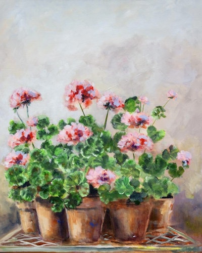 Rosa Pelargon i kruka 40x50