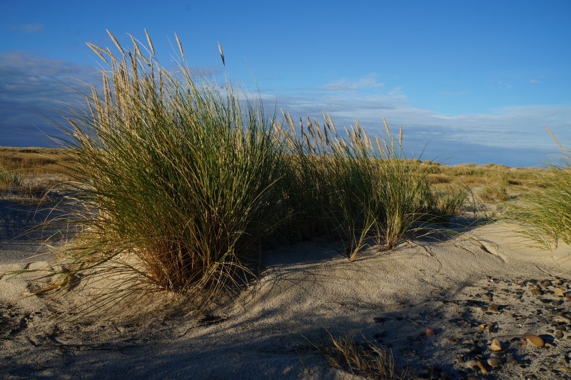 Ansöka om strandskyddsdispens (2024) :: STRANDSKYDDSAKADEMIN