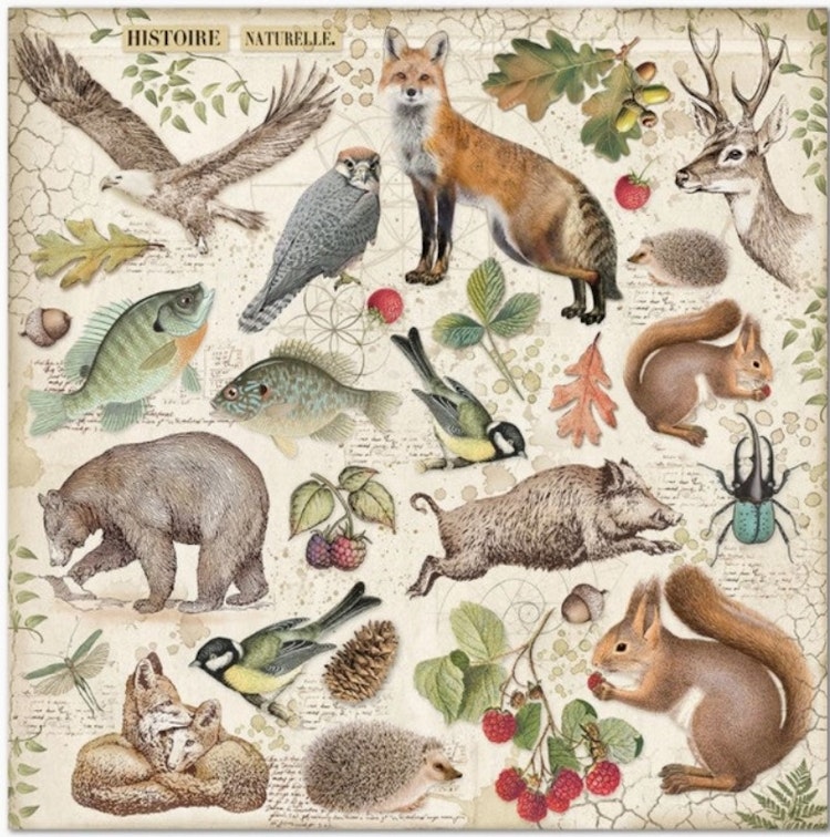 Stamperia - 12x12 Paper pad - Forest - SBBL63