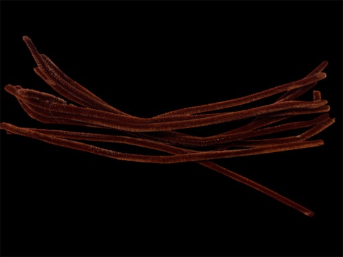 Piprensare, mörkbrun, 30cm x 6mm - 10st