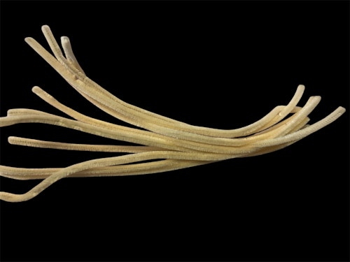 Piprensare, beige, 30cm x 6mm - 10st