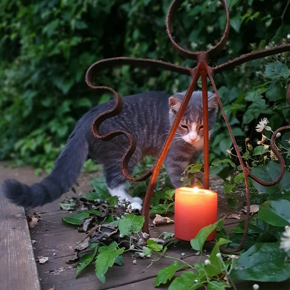 Lilla Majsan katt är nyfiken på ljuset i ängeln.