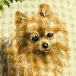 Broderikit Tavla Pomeranian