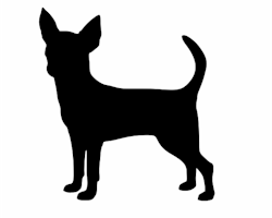 Chihuahua4