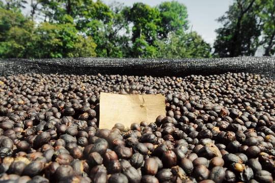 JOHAN & NYSTRÖM-PANAMA PINEAPPLE THIEF-Filter Coffee Whole Bean-250G