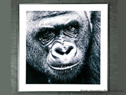 Foto Gorilla
