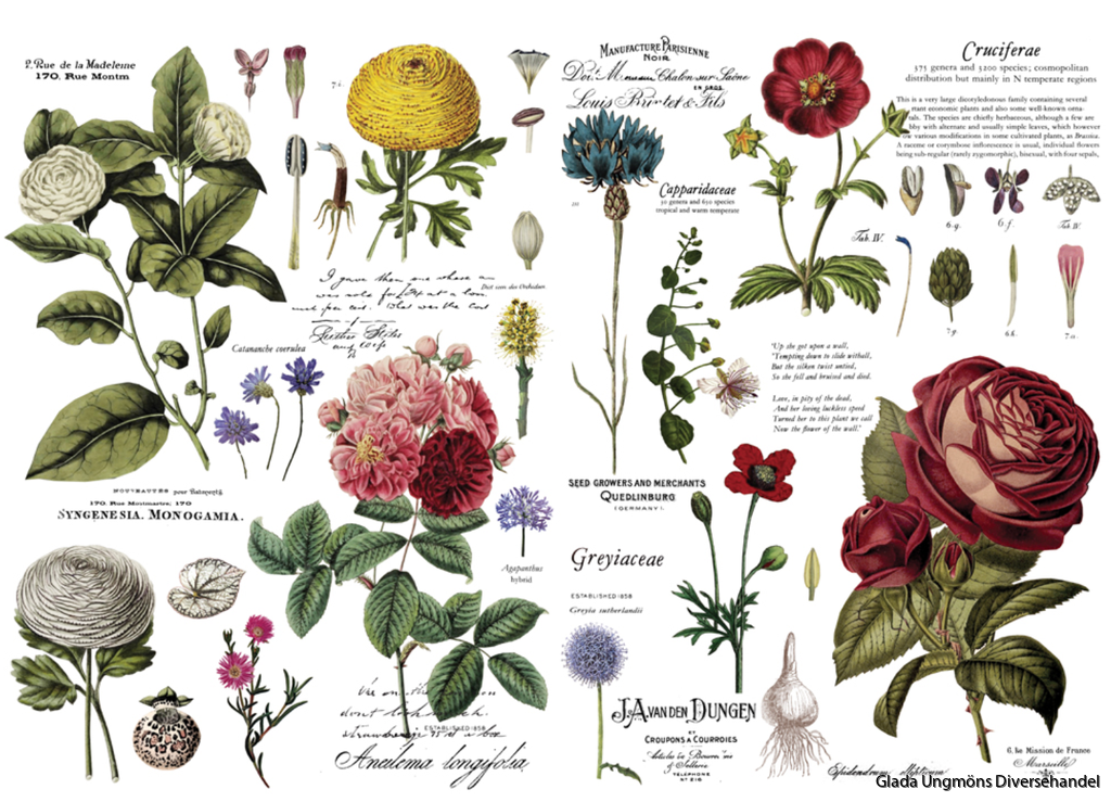 Re design Transfer gnuggbilder blommor flowers vintage  botanical