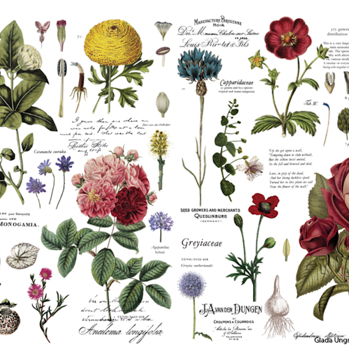 ReDesign Transfer Vintage Botanical
