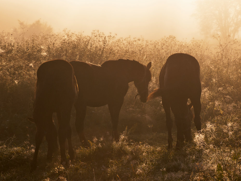 Hästar i morgondis
