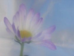 Krysantemum lila
