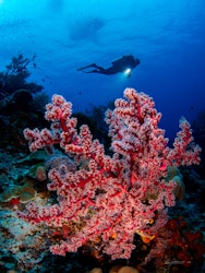 Diver Ida soft coral, Indonesia