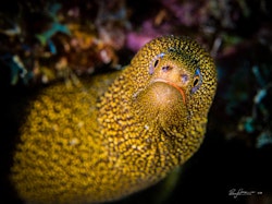 Moray eel Bonaire