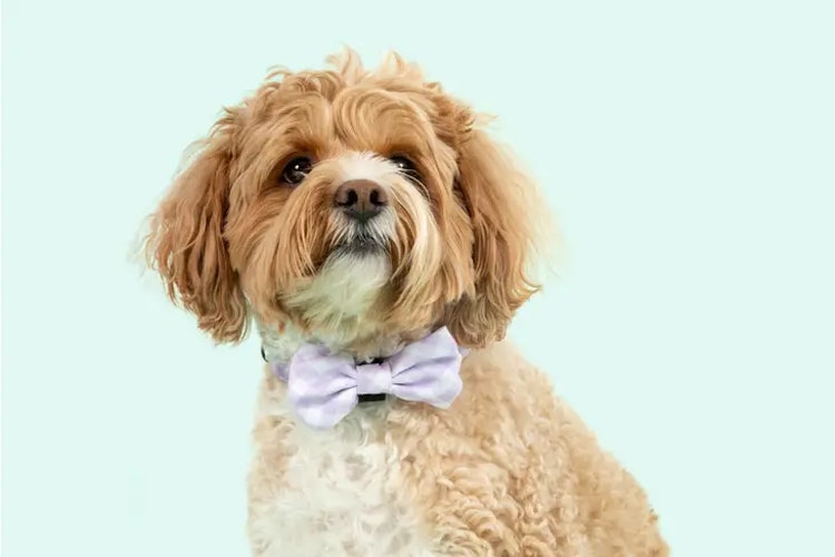 Big & Little Dogs Halsband med fluga Berry Gingham