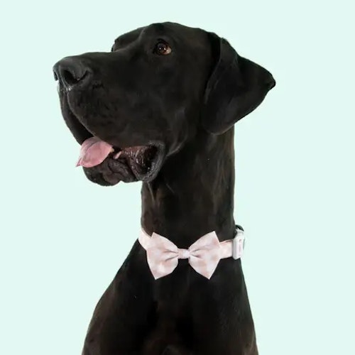 Big & Little Dogs Halsband med fluga Latte Gingham