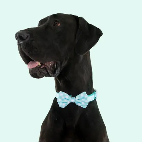 Big & Little Dogs Halsband med fluga Mint Gingham