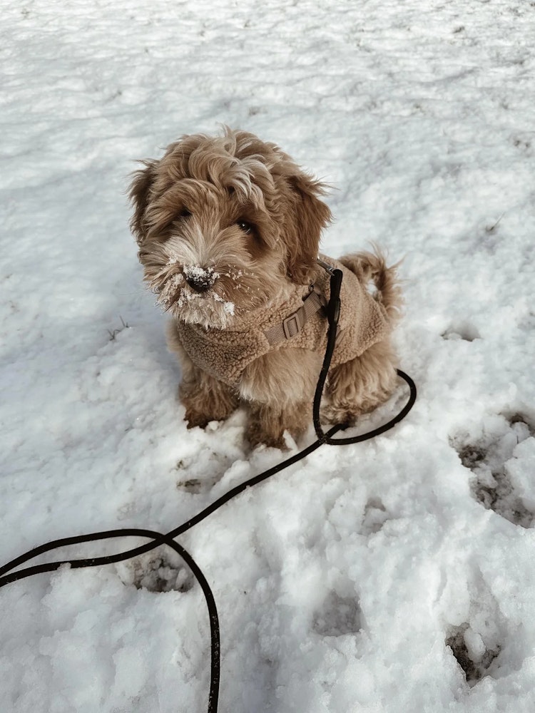 Puppy Boheme Teddyjacka