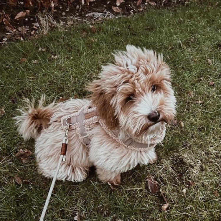 Puppy Boheme sele