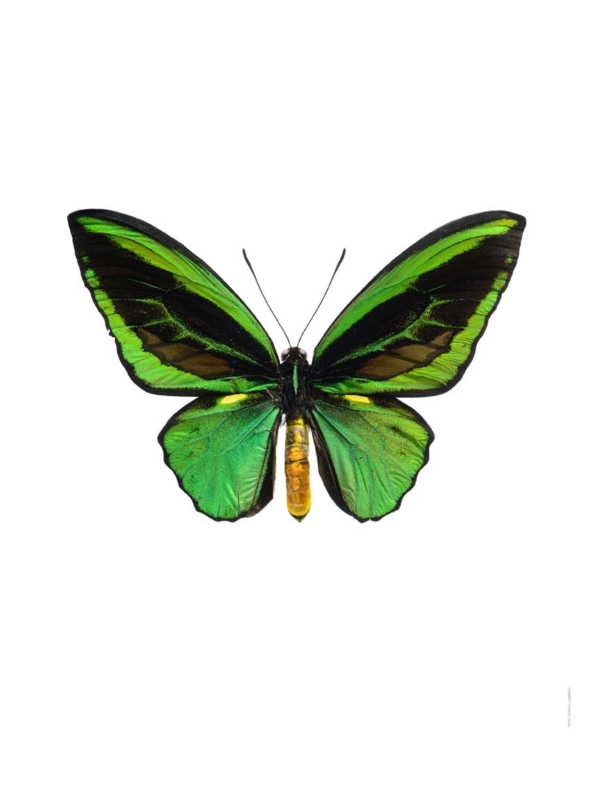 Ornithoptera priamus, grön