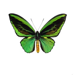 Ornithoptera priamus, grön
