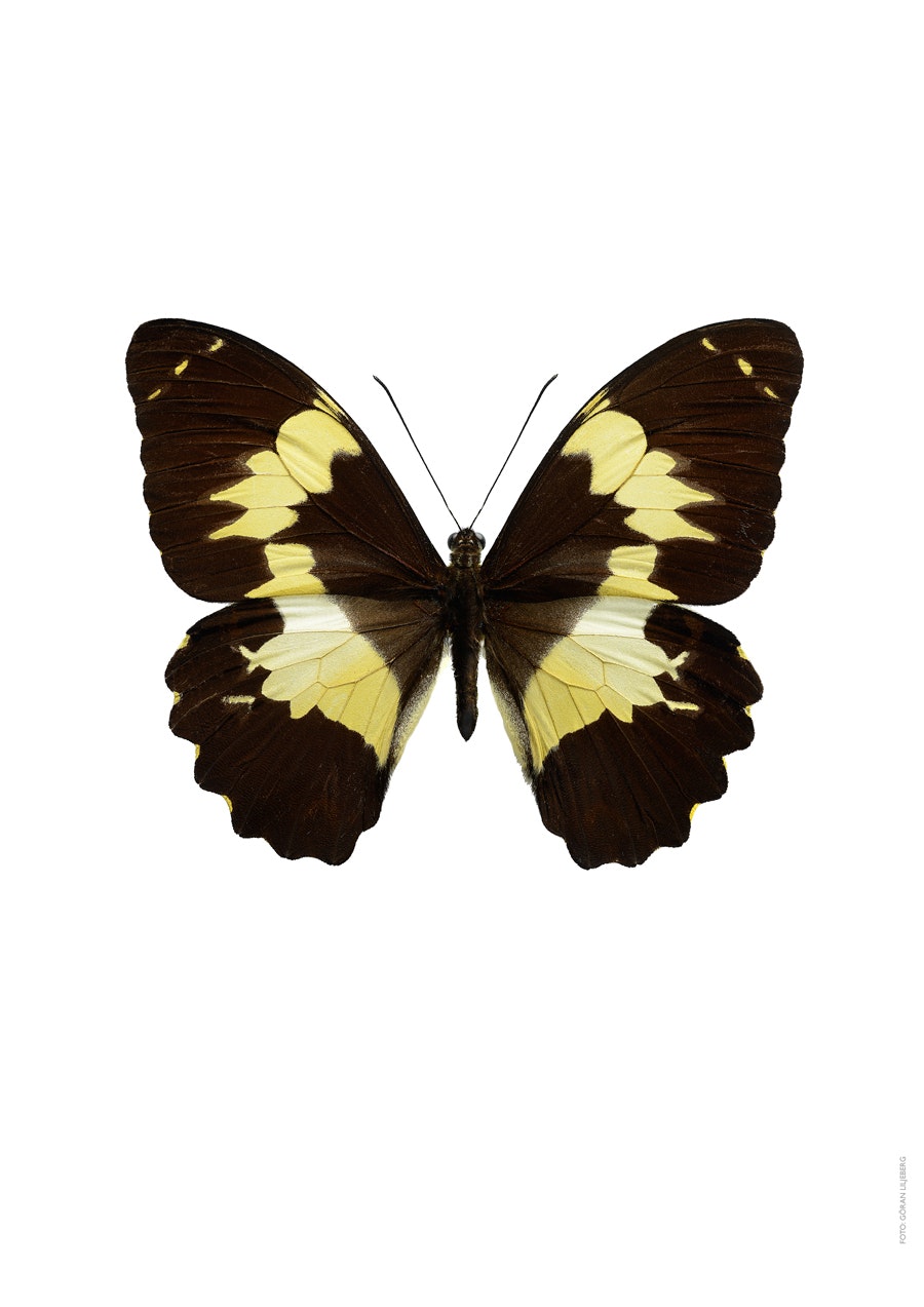 Papilio euchenor