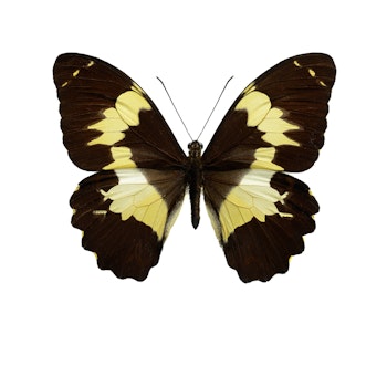 Papilio euchenor