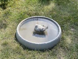 Fågelbad mellan