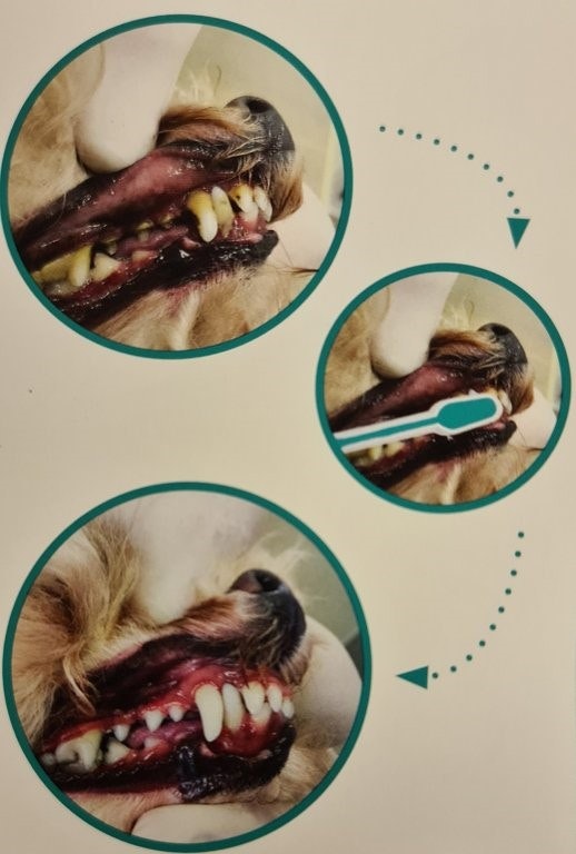 Emmi®-Pet ultraljudstandborste hjälper mot:  Inflammation i tandköttet Tandlossning Sjukdomar i munhålan Dålig lukt i munnen Plack Bakterier Tandsten