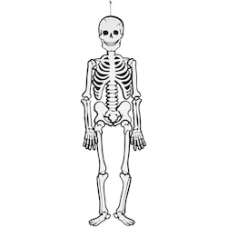 Skelett, H: 120 cm, 300 g, vit, 1 st.