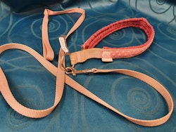 Halsband 55cm med koppel 1,7m