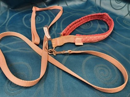 Halsband 55cm med koppel 1,7m