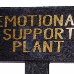 Blomskylt Emotional support plant guld