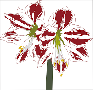 Kort Amaryllis