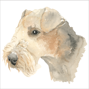 Airedaleterrier