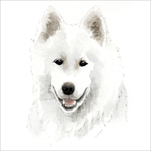 Samojed