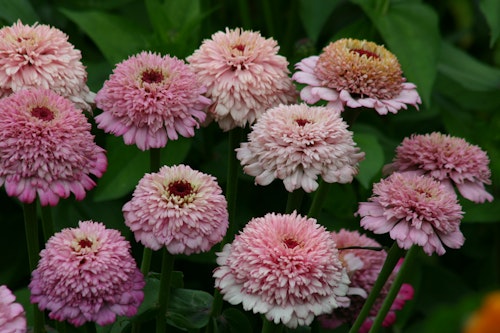 Zinnia Zinderella Lilac