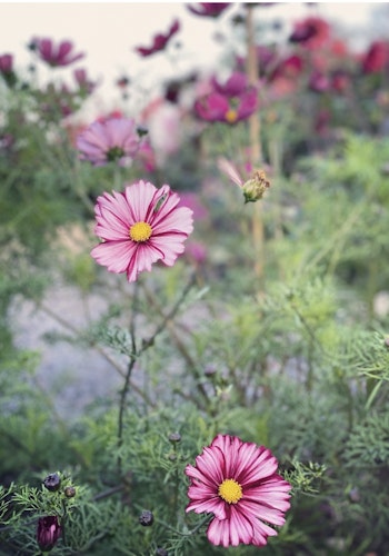 Cosmos Velouette