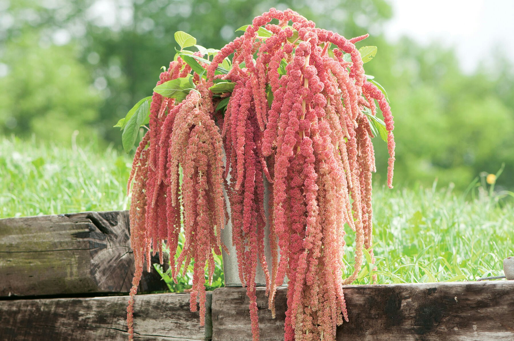 Amaranth Coral Fountain