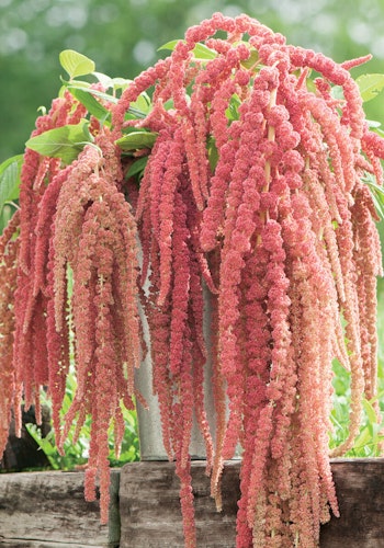 Amaranth Coral Fountain