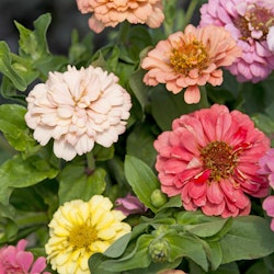 Zinnia Cut and Come again Pastel Mixed