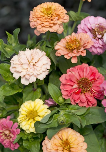 Zinnia Cut and Come again Pastel Mixed